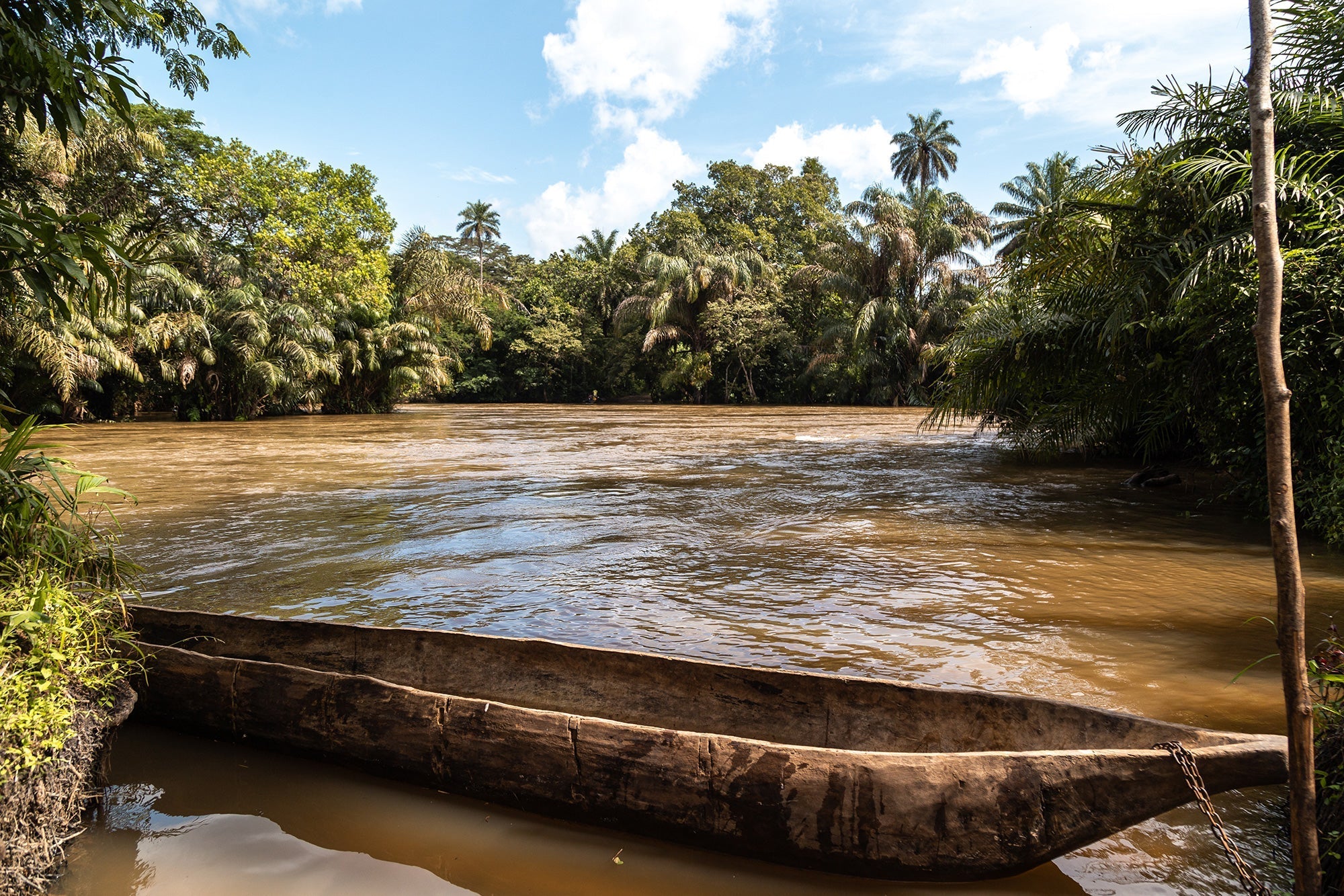 The more Karma you drink, the more rainforest we protect